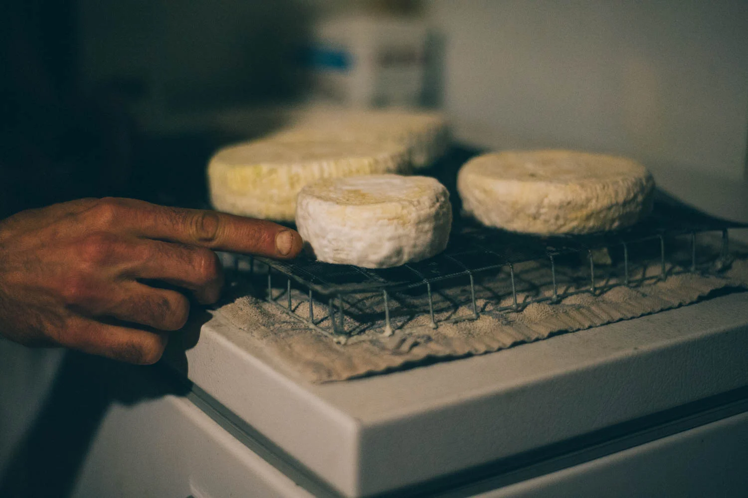 The white crust is what you want to grow! 