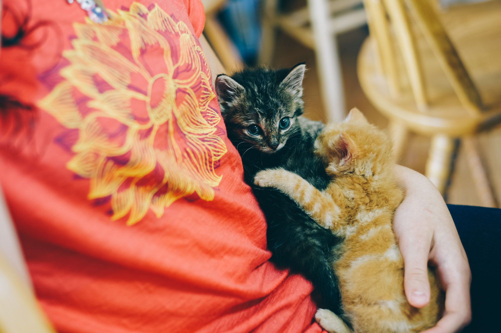 Our friend Jen rescued these two kitties at 4 weeks (their mom had died). She wasn't sure they would make it, but thanks to her great care, they are now fat and thriving, but they can't handle being separated from each other...