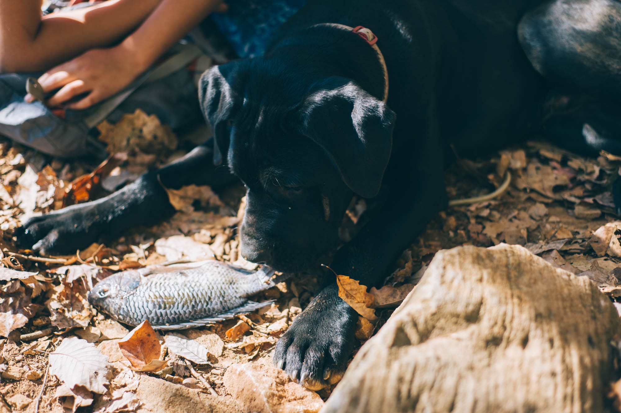 Stout has food intolerances and we are experimenting with feeding him raw food (whole prety diet). This was his first fish... He was wondering what he was suposed to do with it. At first, he was scared of it (it's looking at me, Mama!), then he played with it a bit and finally decided it was a great pillow...