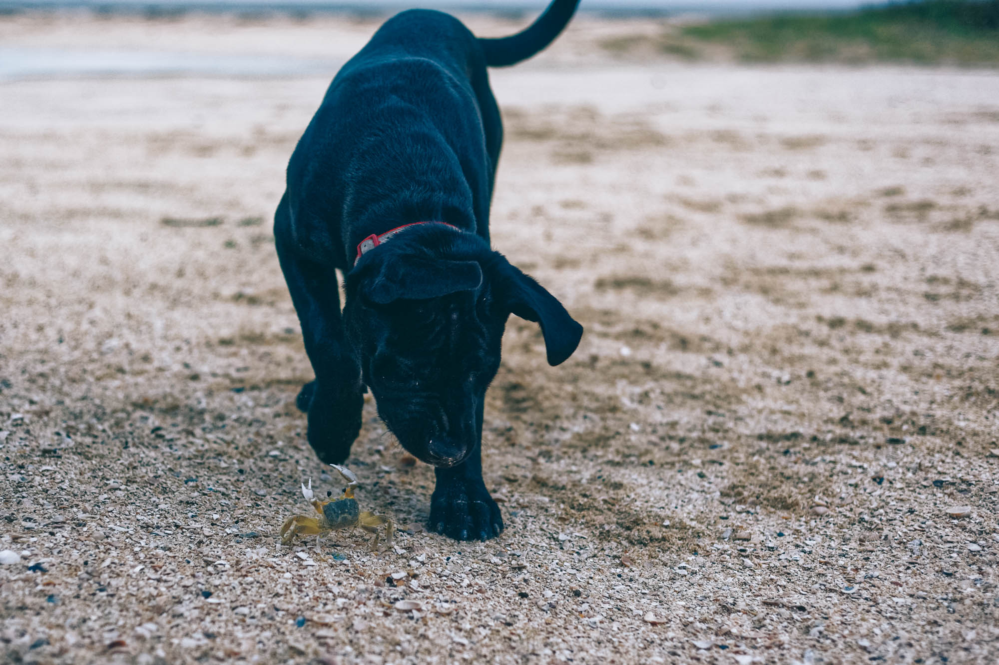 Stout meets a crab...