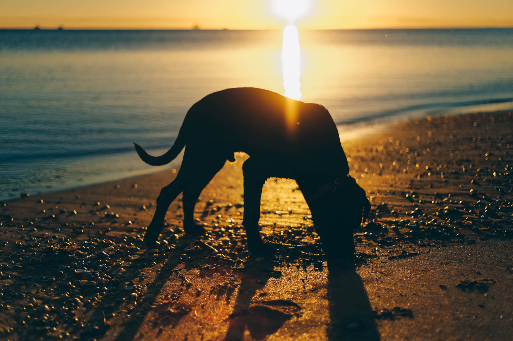 Stout was so happy to be allowed to run free on the beach. It was puppy heaven...