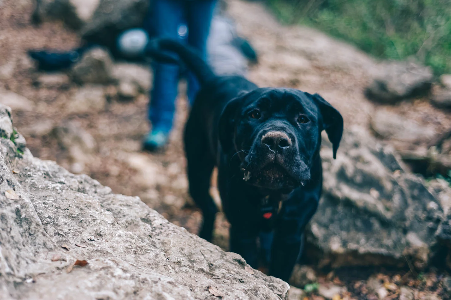 Woof! Happy crag dog!