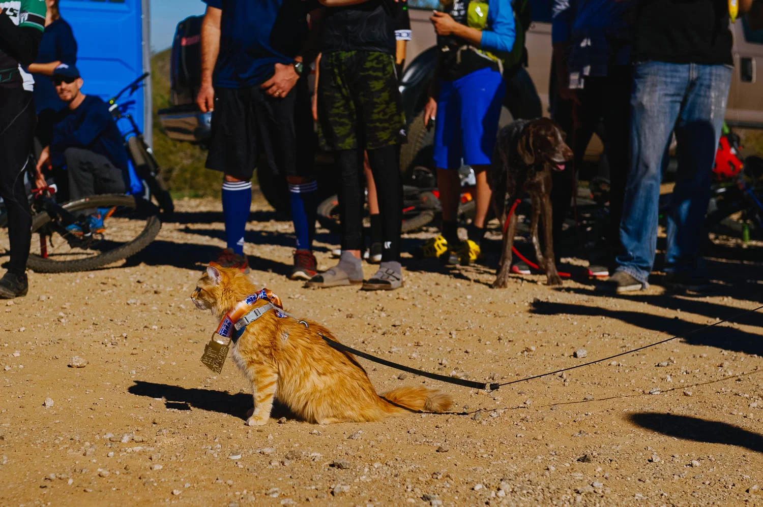 Cat on a leash with gold medal.