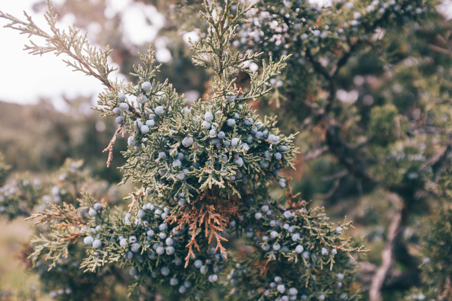 The smell from the Juniper trees at Skull Hollow Campground&nbsp;(Oregon) was amazing. It was the perfect place to camp to enjoy Smith Rock State Park.