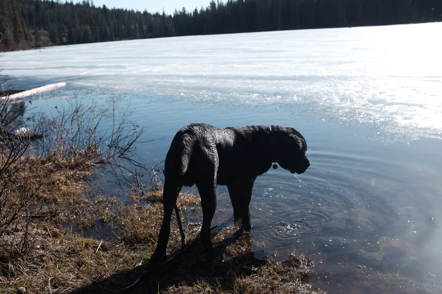 Stout fell through the ice on that lake and gave us quite the scare.