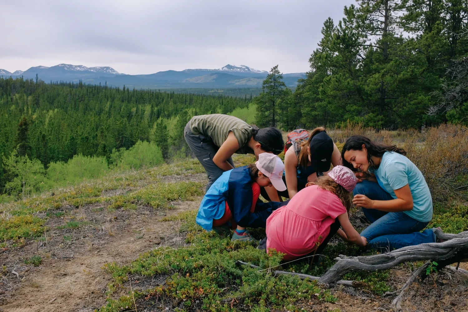 Eating bearberry flowers (uva ursi) on a hike. These are a spring delicacy.