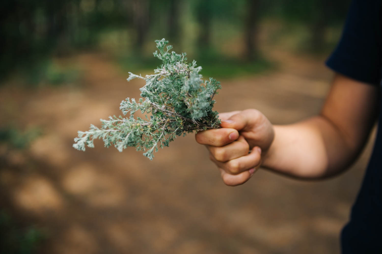Wild sage