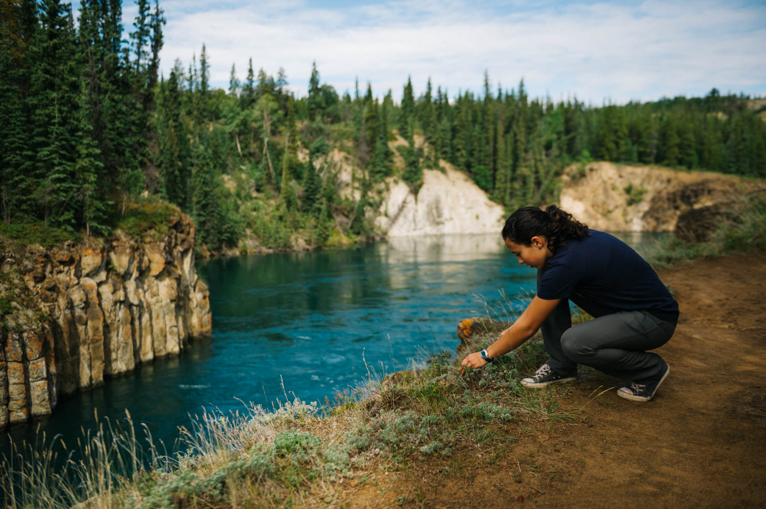 Harvesting wild sage along the Yukon River.
