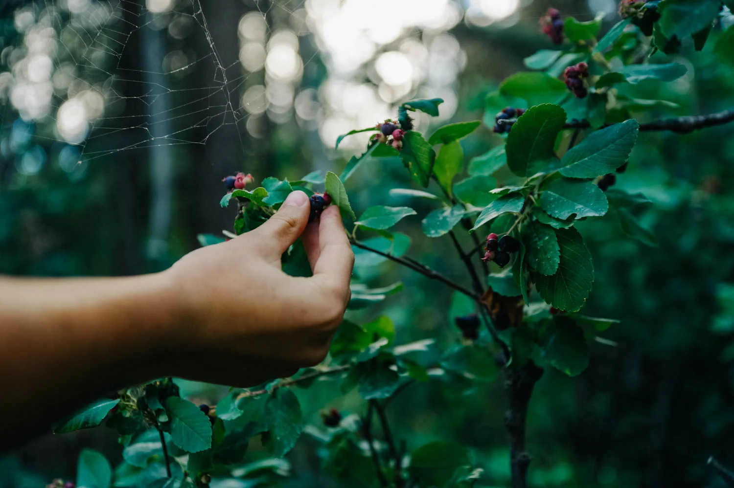 Picking Saskatoon berries on the trail to the beaver dam.