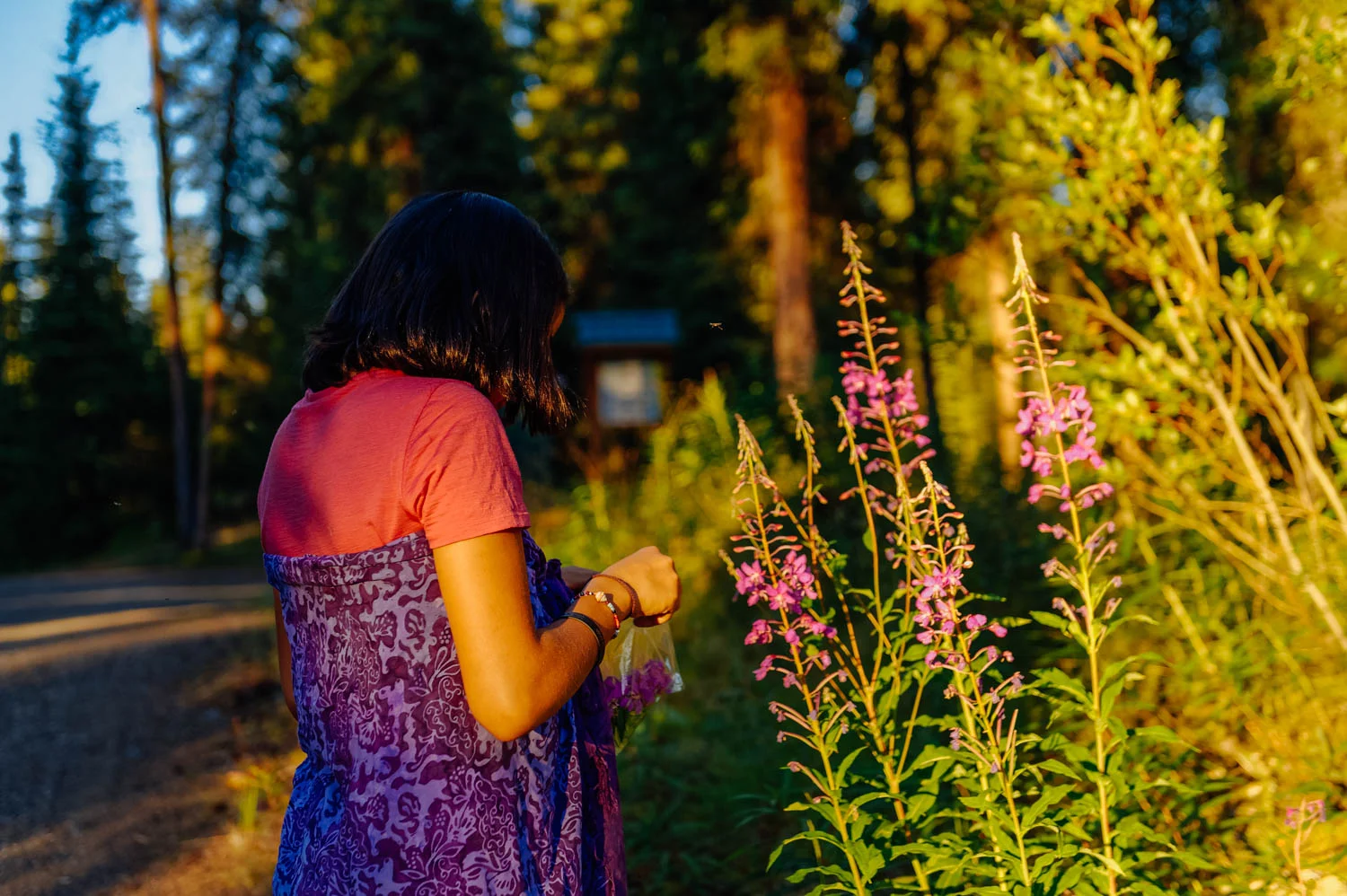 Picking fireweed to make a tea mix.
