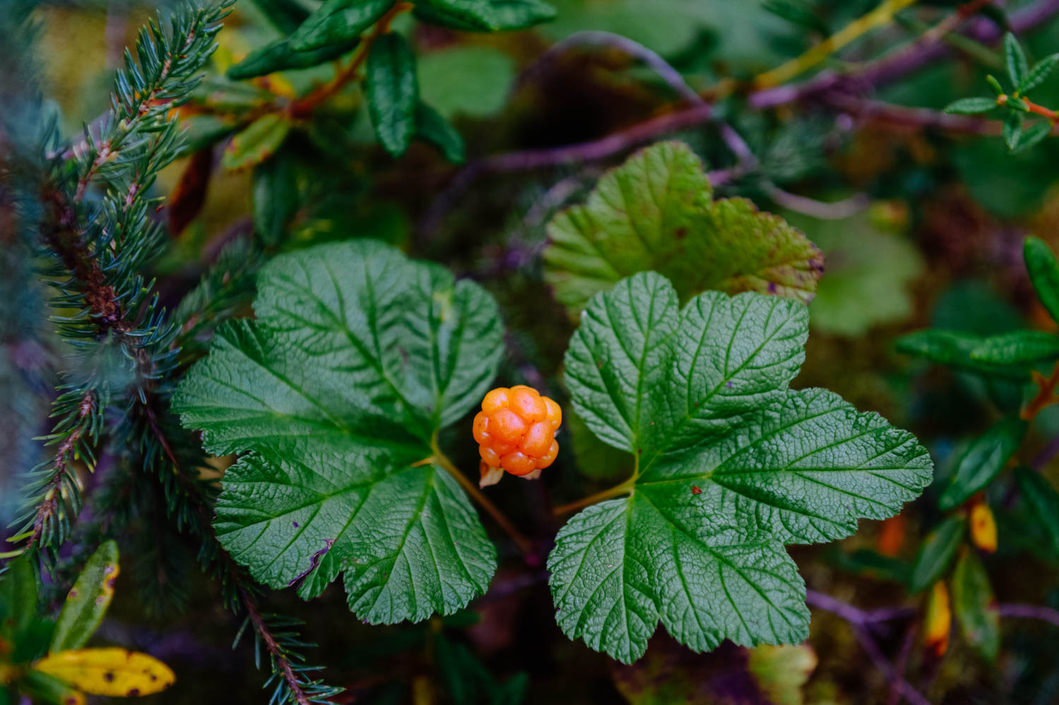 Clouberries are also called salmon berries or baked-apple berries. It's hard to get lots because every plant only has one berry. Again, this pretty berry's taste is pretty disappointing raw, but once cooked with a bit of sugar and cinnamon, they do …