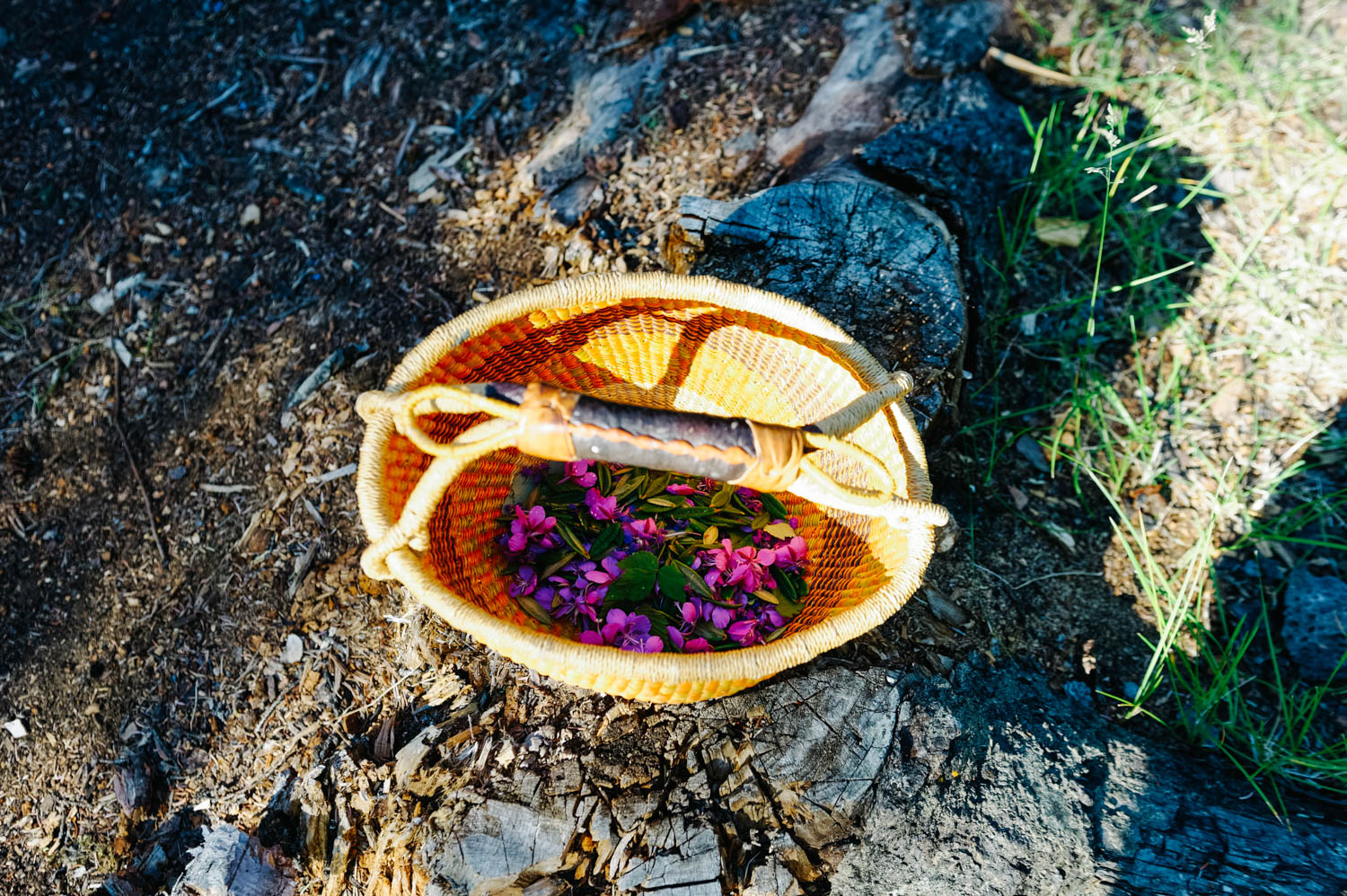 Mathilde's Boreal tea mix: Labrador tea leaves, raspberry leaves, pineapple weed, fireweed flowers &nbsp;and red clover flowers.