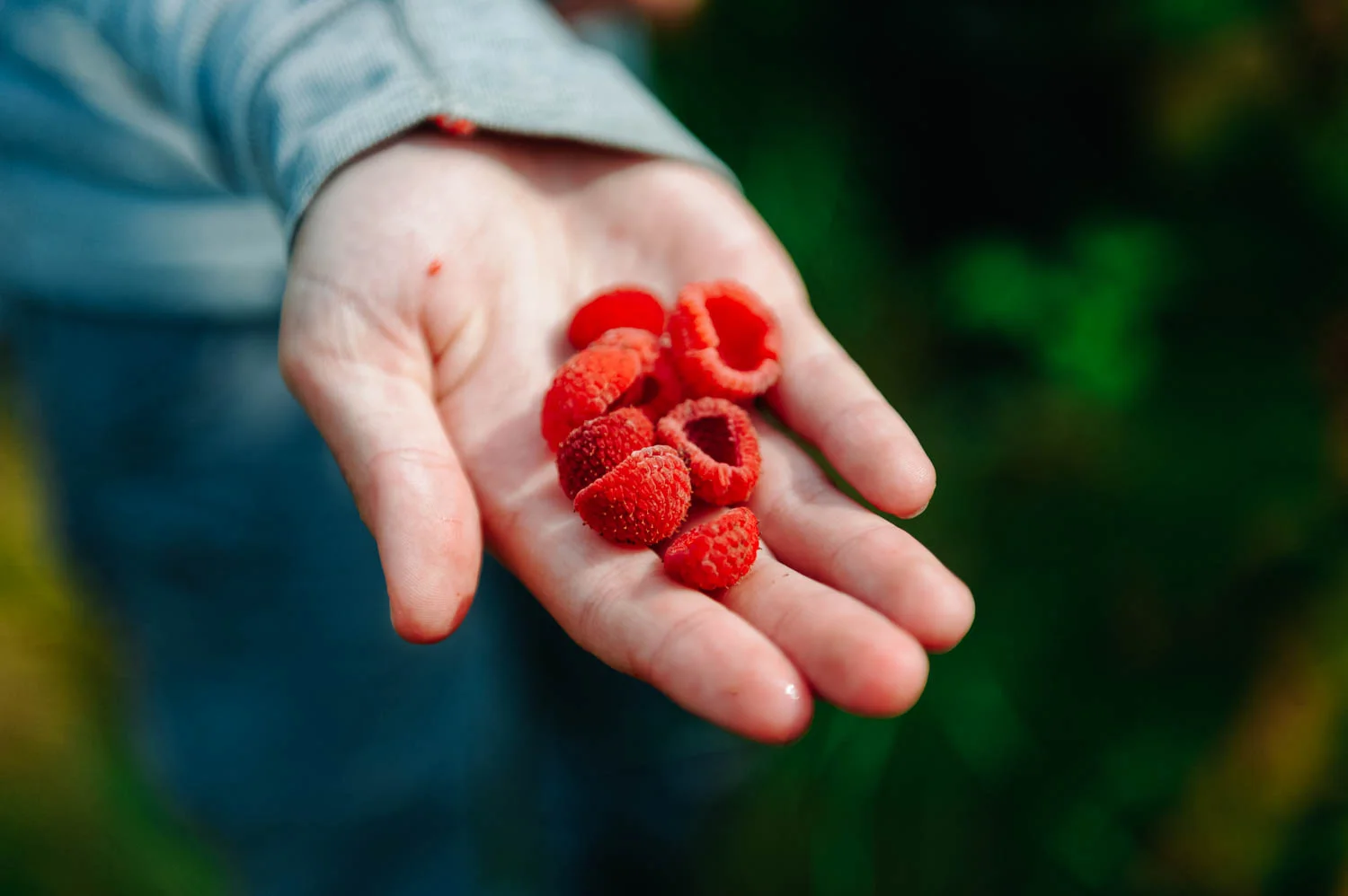 So many thimbleberries! Thimbleberries taste like raspberry yogurt. We LOVE them.