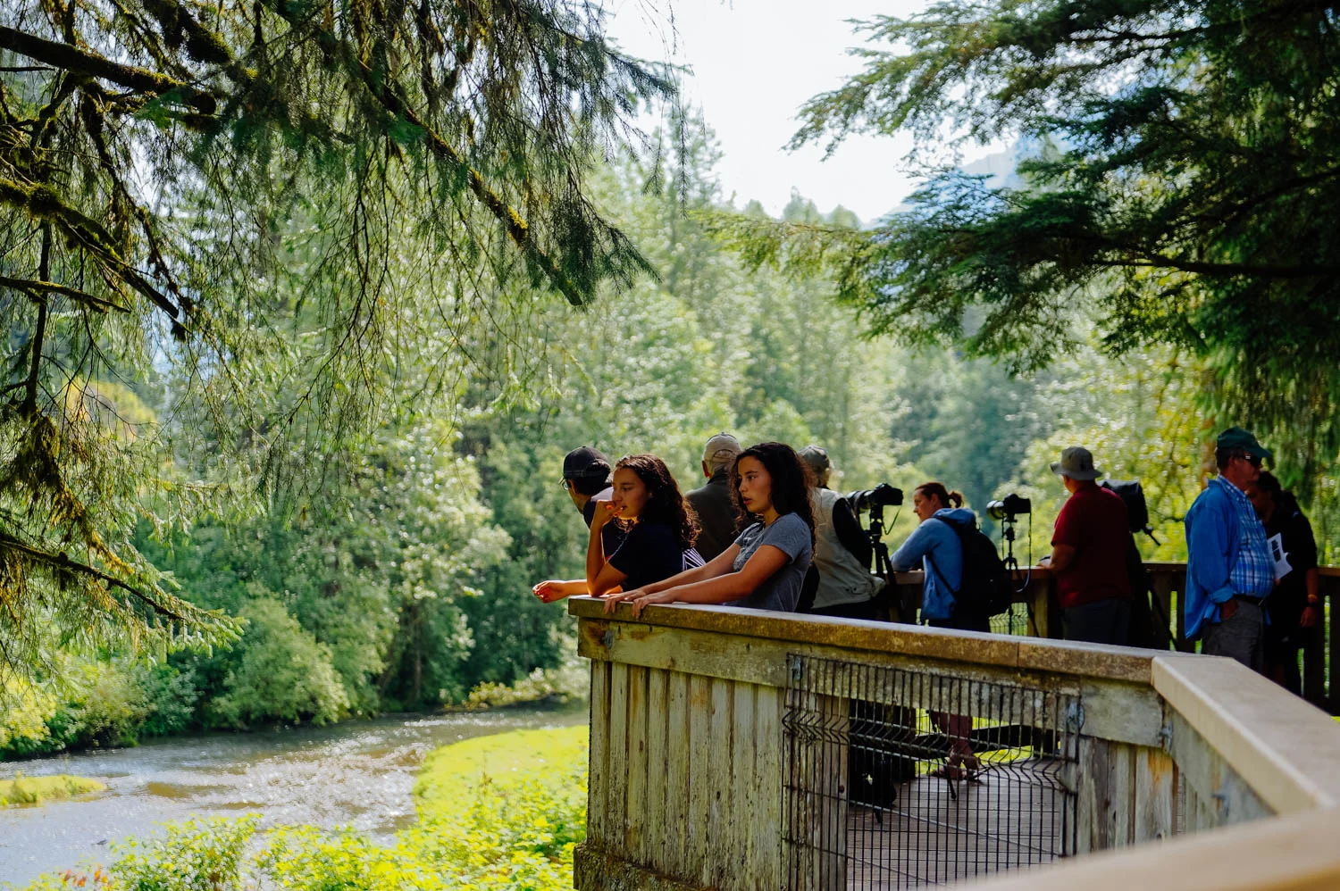 Waiting for bears to come and eat salmon along Fish Creek in Hyder, AK.