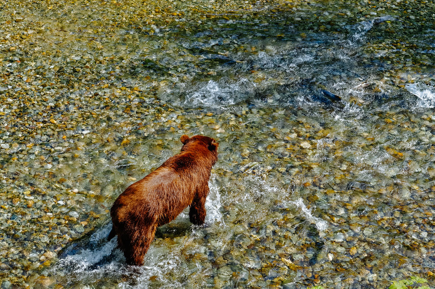 Can you see the salmons in the water?