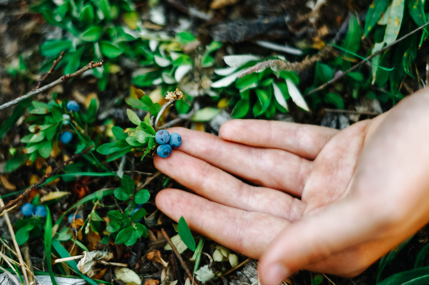 Wild blueberries are the best. But picking them in a lesson in patience.