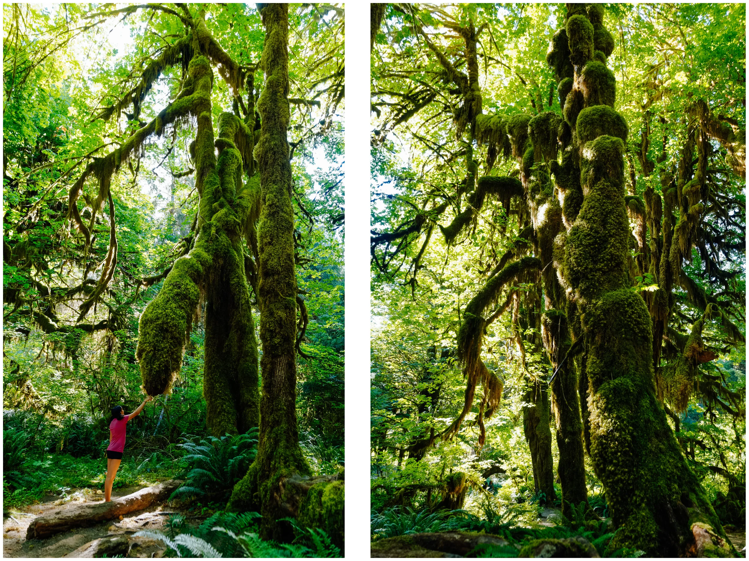 On the Hall of Mosses Trail