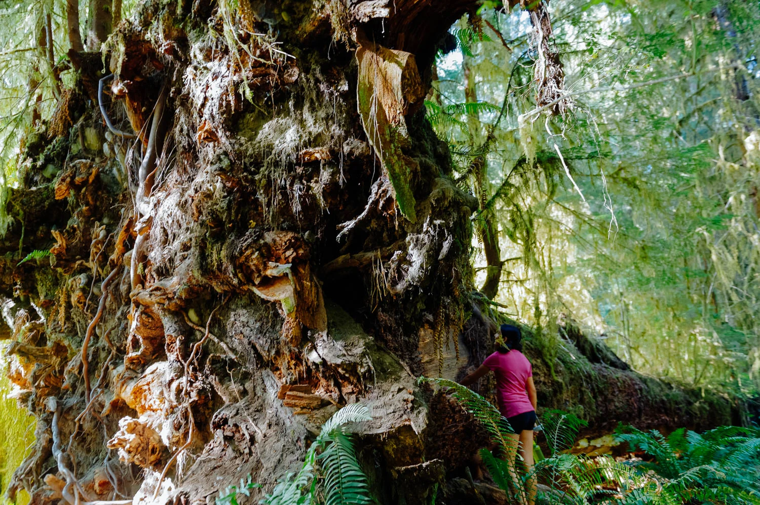 Uprooted Sitka Spruce