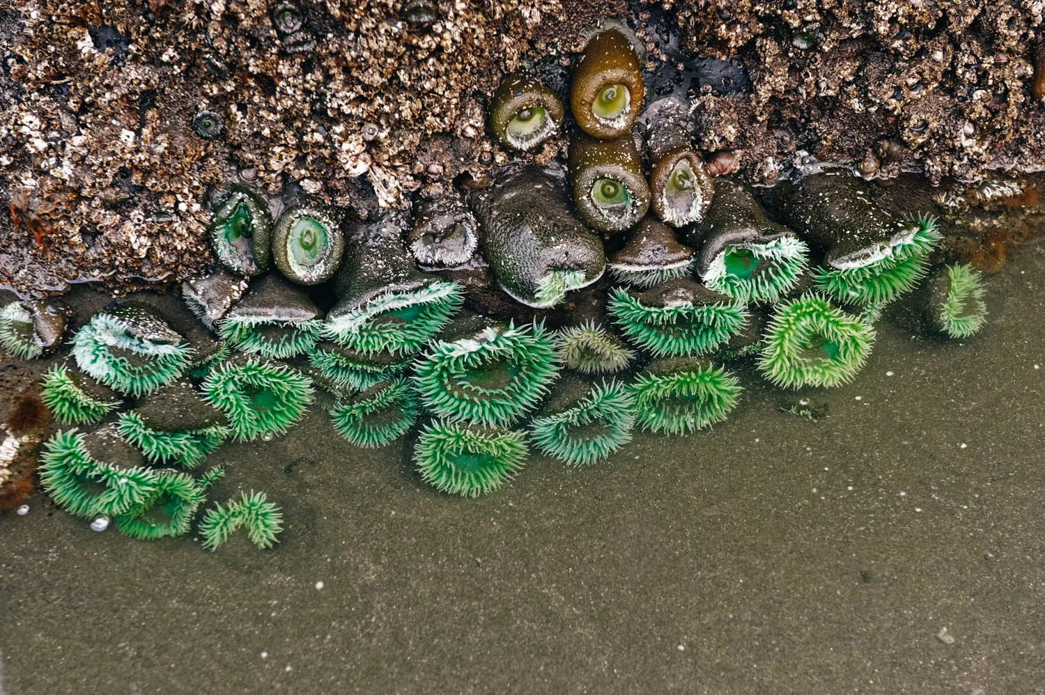Tons of green anemones.