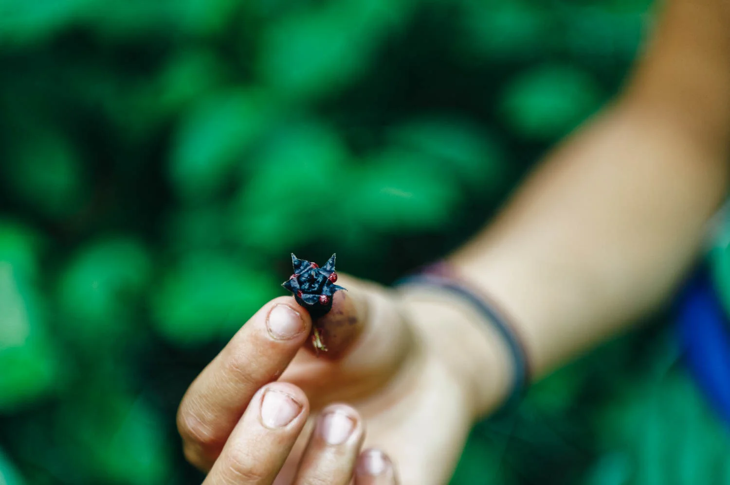 If you press the stem side of a salal berry, the other side opens up and creates a beautiful fruit flower!