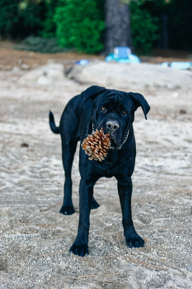 Sticks are so overrated. I retrieve pinecones.
