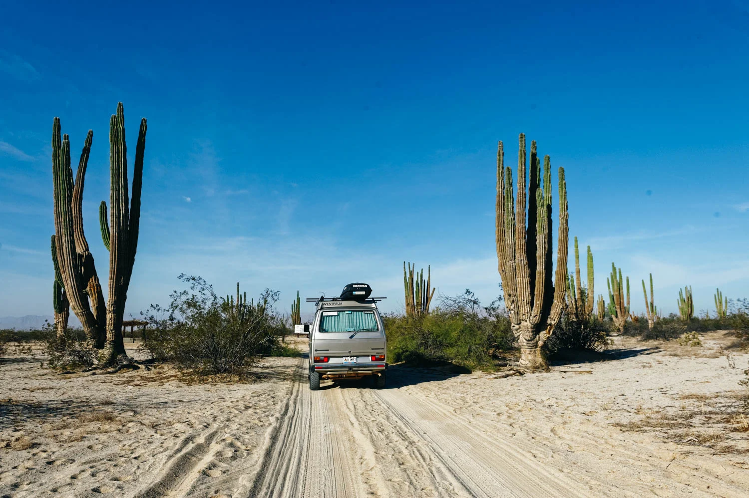 We went to visit the Valle de Los Gigantes, where the world’s biggest cactuses live. These cactuses are called the Mexican Giant Cardon. Some of these live more than 2000 years and measure over 20 meters! It was a pretty special experience to walk among these true giants. If you ever go, make sure to stop for a chat with Miguel who will warm your heart with his stories and his big Mexican smile. 