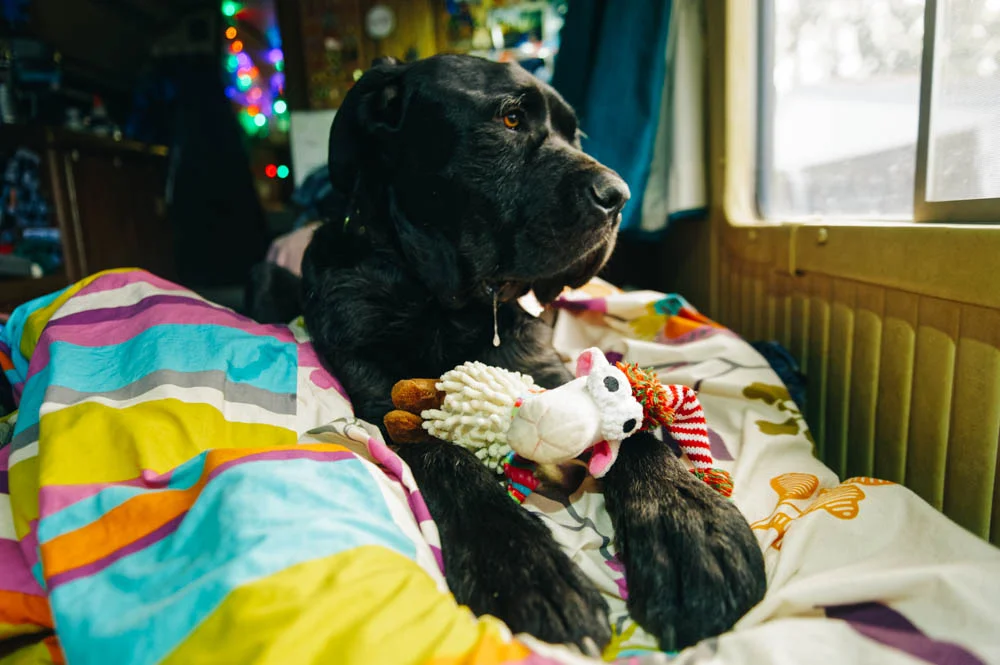 Our very sick puppy on Christmas morning.