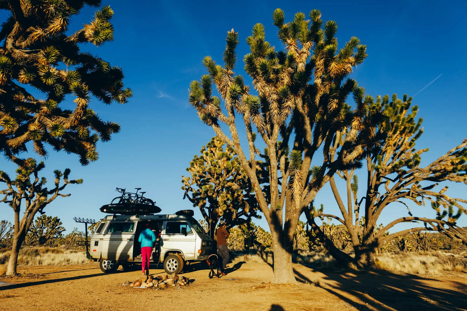 Great campspot among the Joshua Trees.