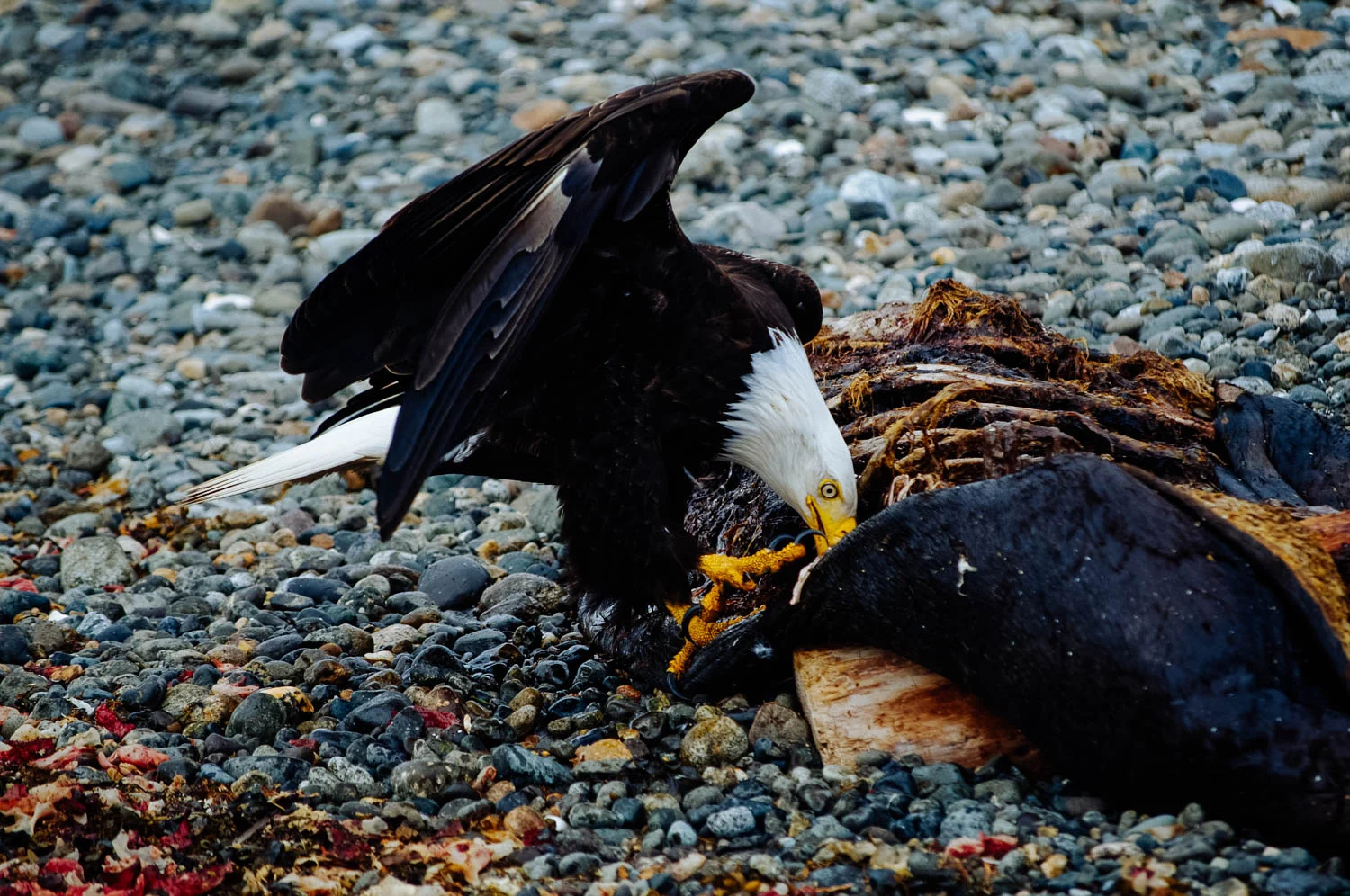 A bald eagle feasting on a dead seal during our morning walk…!
