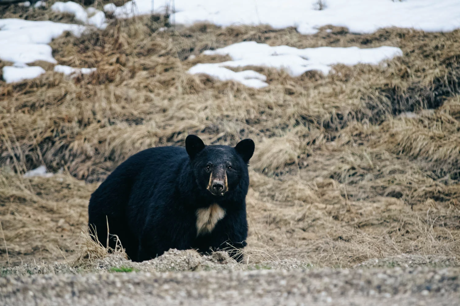 And lots of wildlife too.