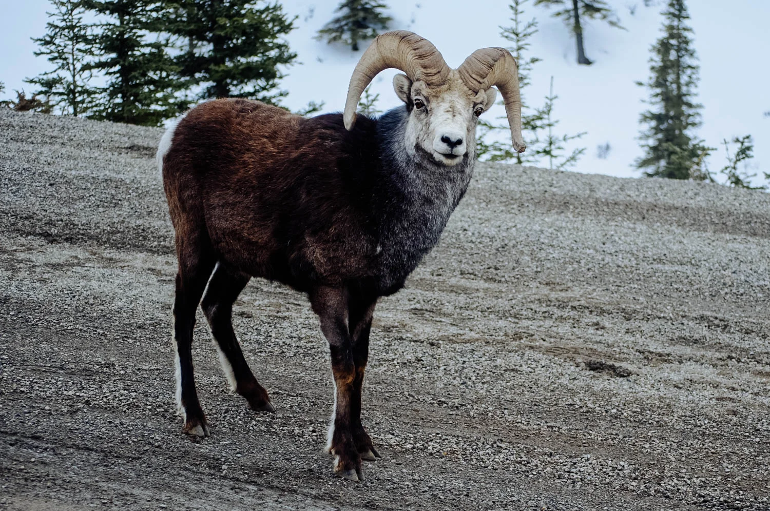 Stone sheep on the side of the road (and on the road licking minerals) in the Stone Mountain Park.
