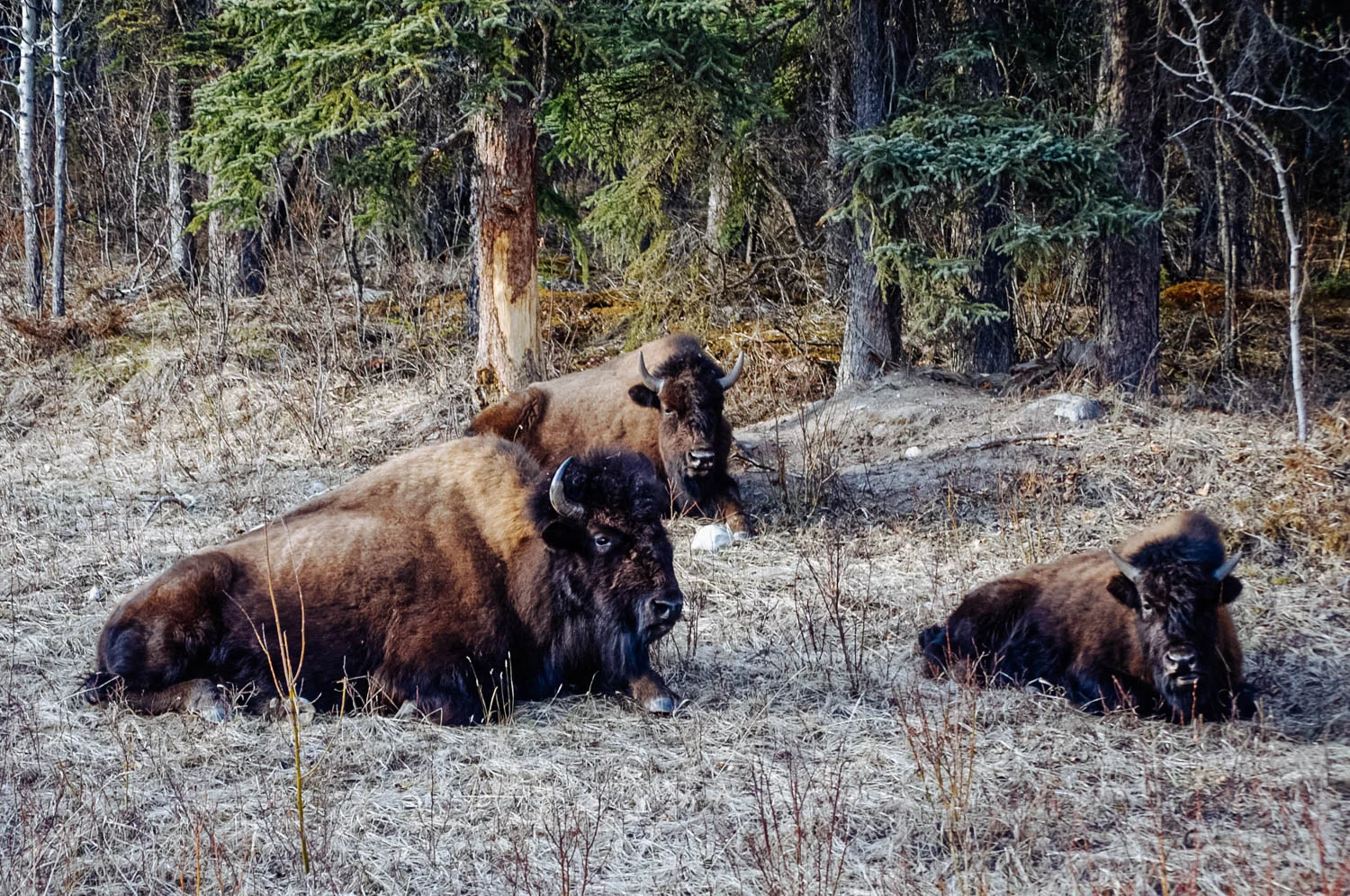 The Liard Bison herd. There were lots of brand new calves too!