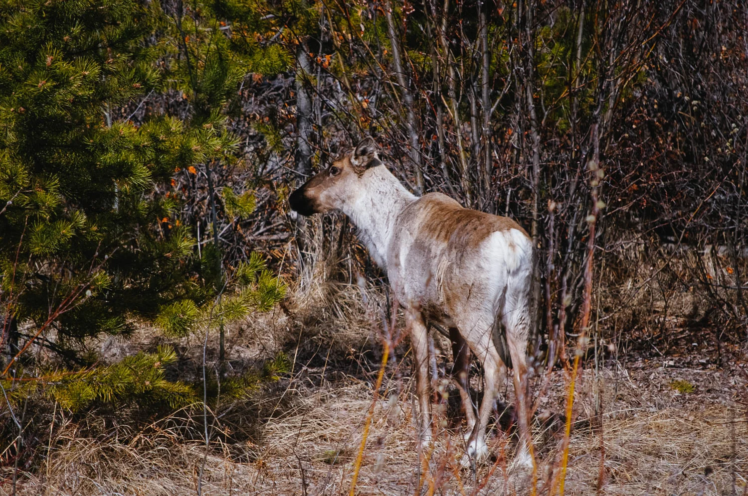 We saw lots of cariboos since it was still so early in the season.