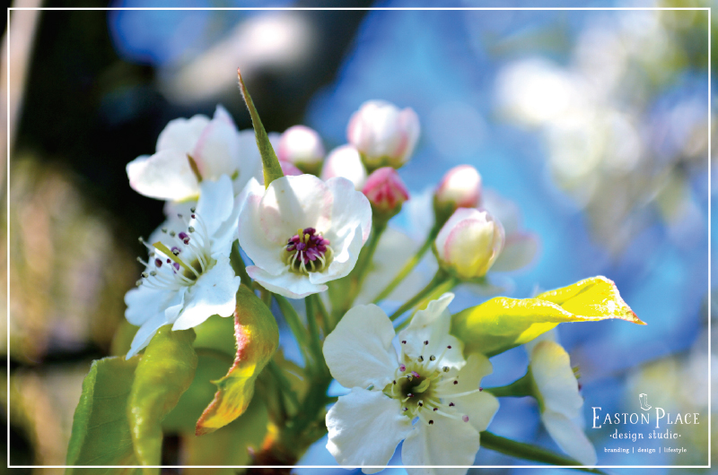 Spring will arrive again... 