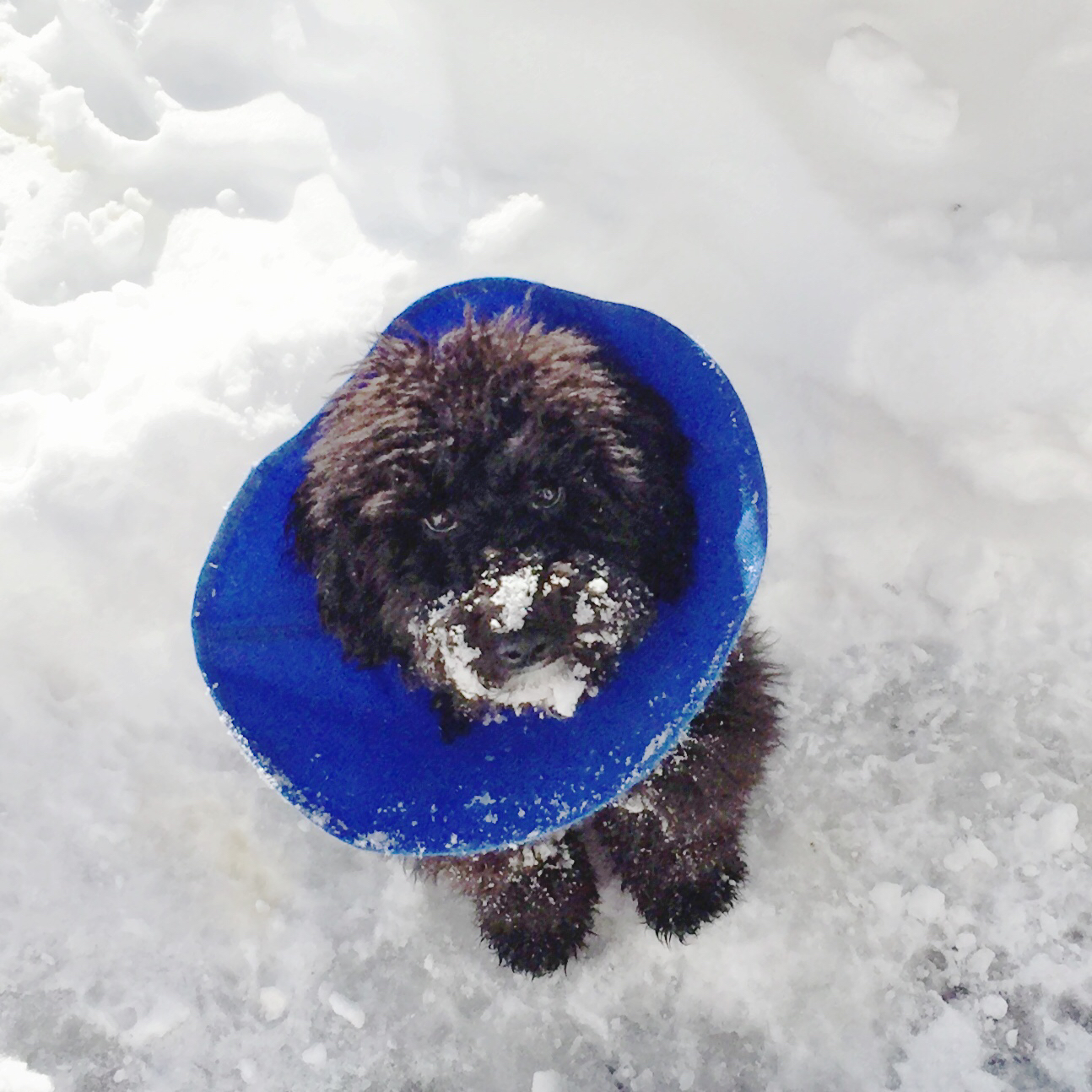 Molly Mousse Snow Cone.jpeg