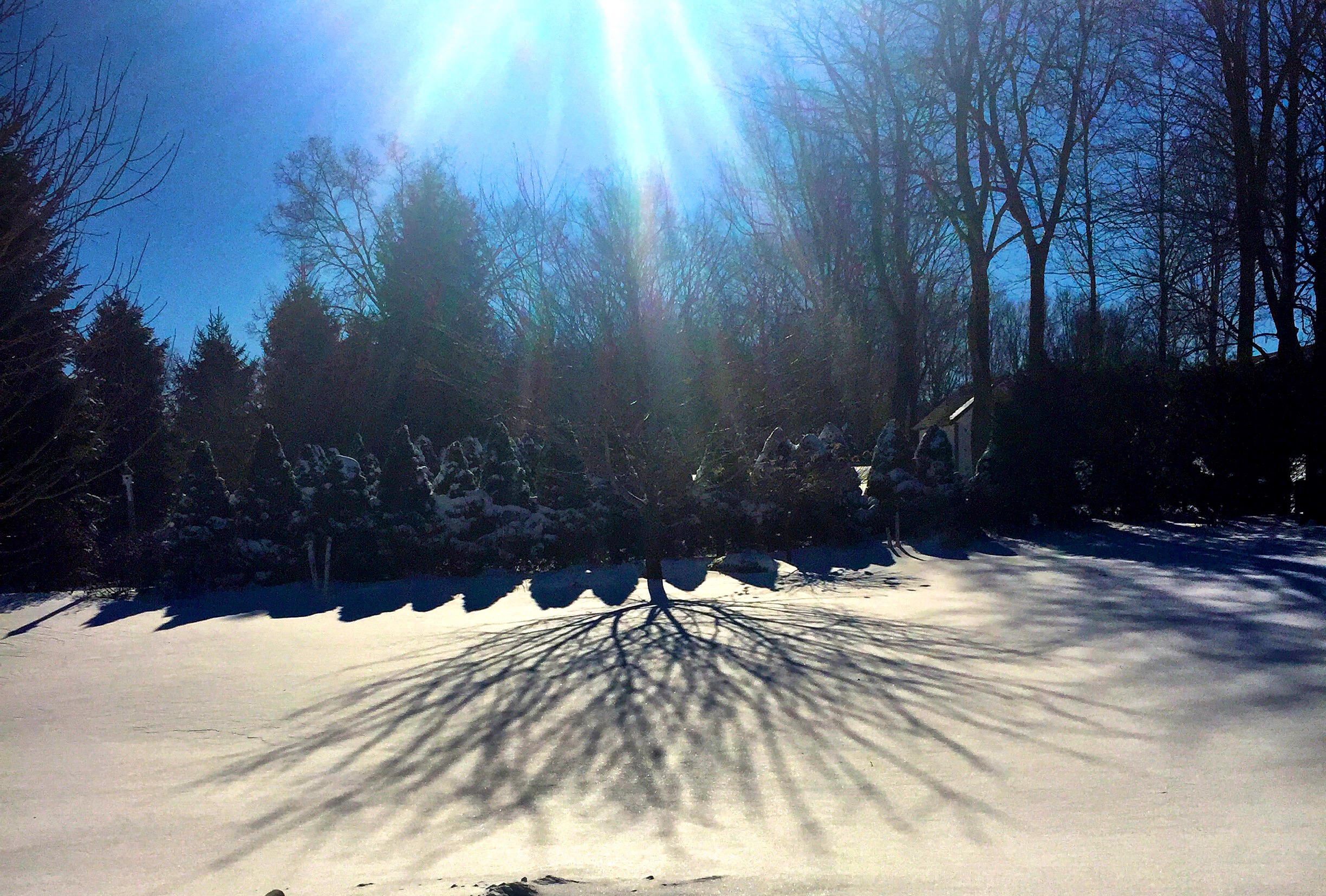 Winter finally arrived! I love the way the shadows move across the snowy backdrop in the garden.