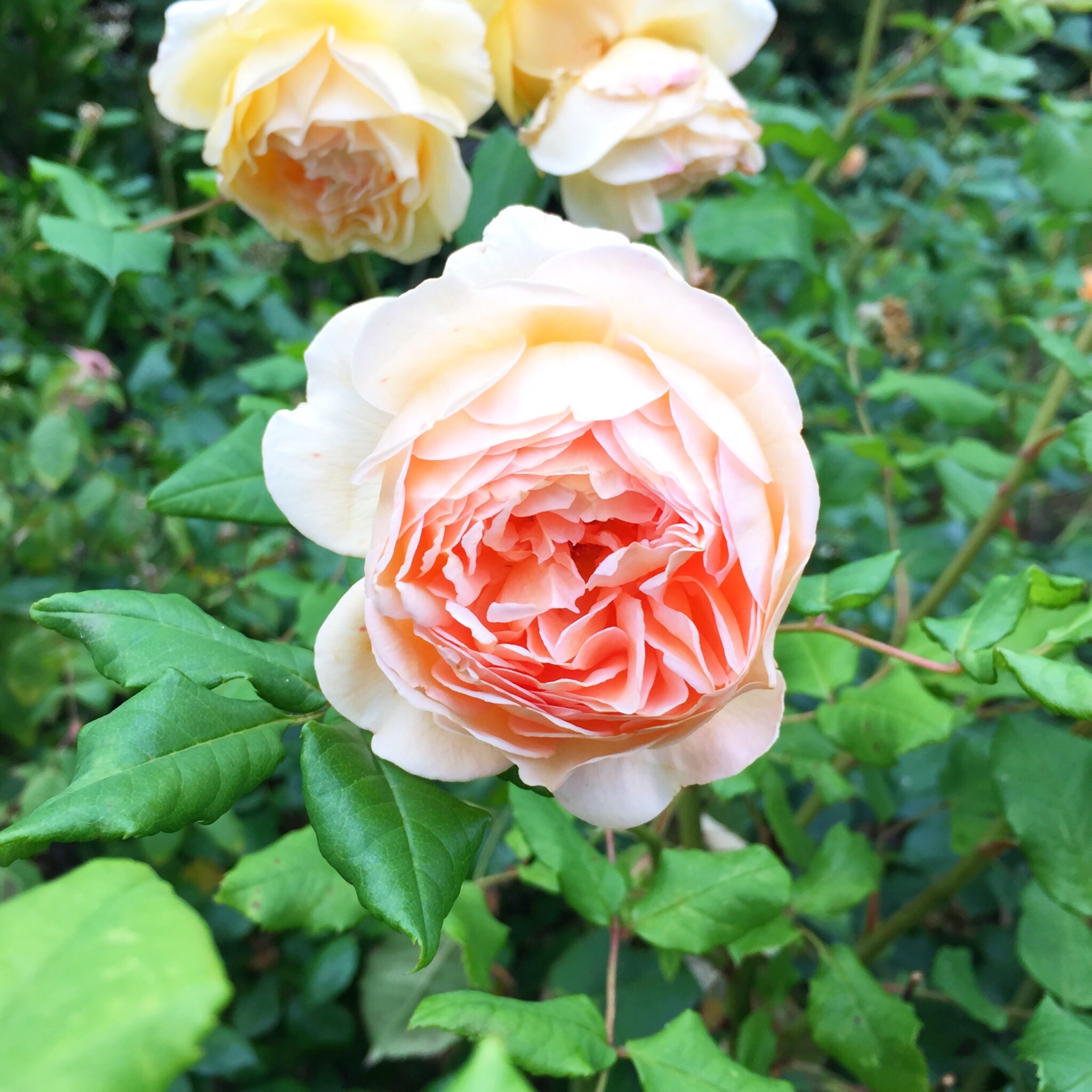 garden splendor