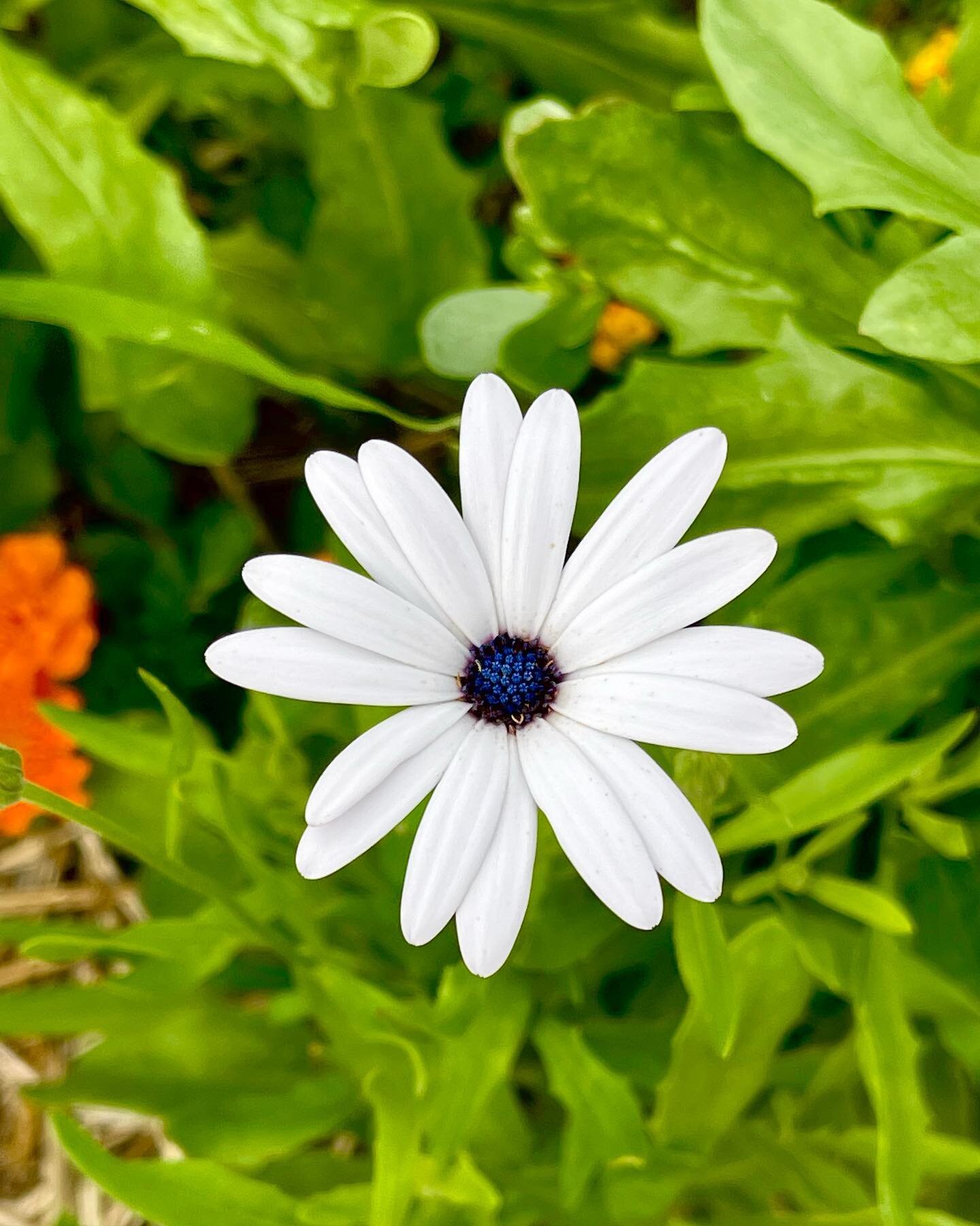 I planted the daisies a bit late so they&rsquo;re just now blooming 💚🤍💜
They&rsquo;re so cute though!!

#daisies🌼 #daisies #wundergarden #wunderpotager #kitchengardens