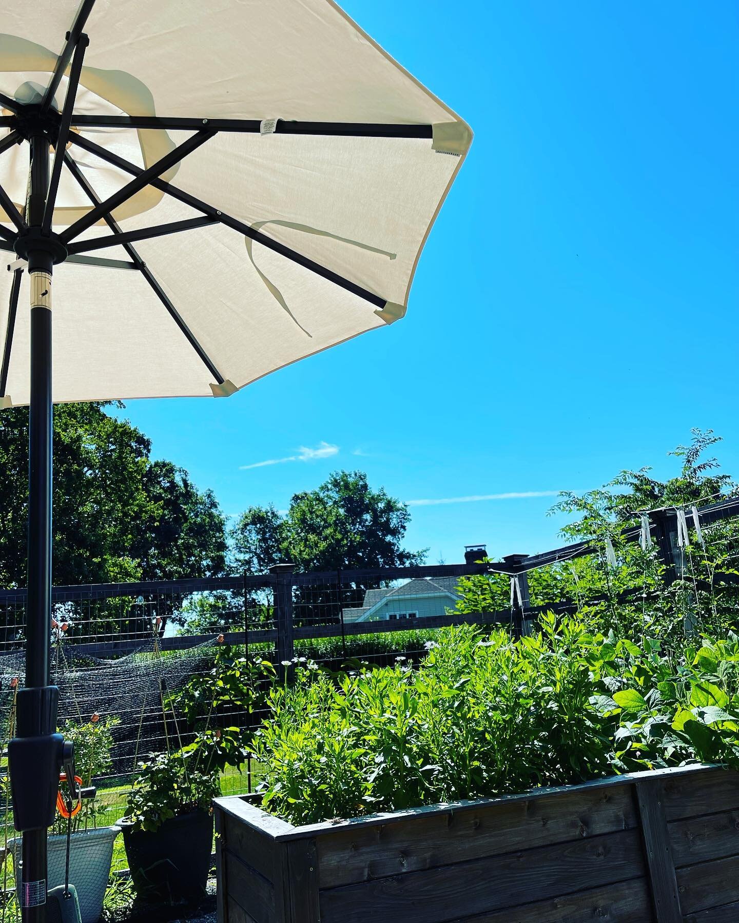 Temps are less severe, but at 10:00, 80&deg; without a breeze still feels warm. I&rsquo;ll take it over last week&rsquo;s high 90s though!
Happy Wednesday. 

#wunderpotager #wundergarden #bluesky💙 #kitchengardens