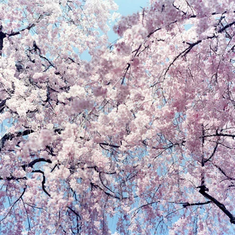 sakura480.jpg