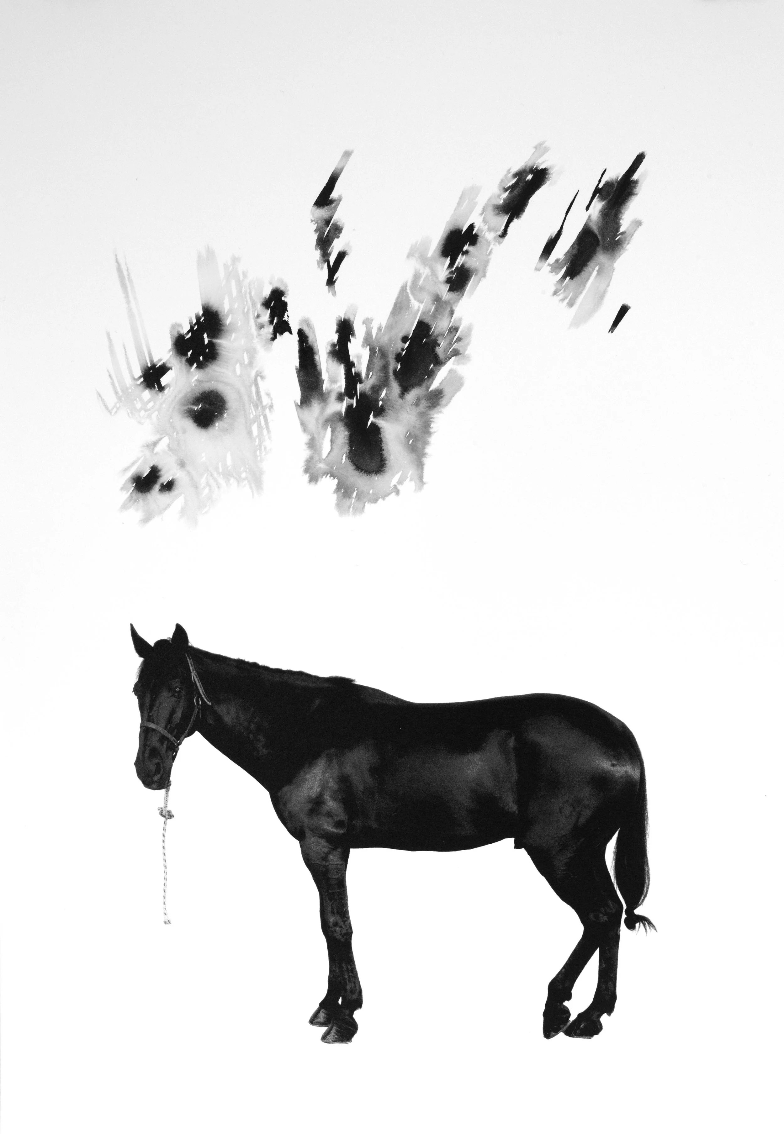 アート・デザイン・音楽 Charlotte Dumas The Horse In The Gourd Sieboldhuis | Charlotte Dumas. The Horse in the Gourd