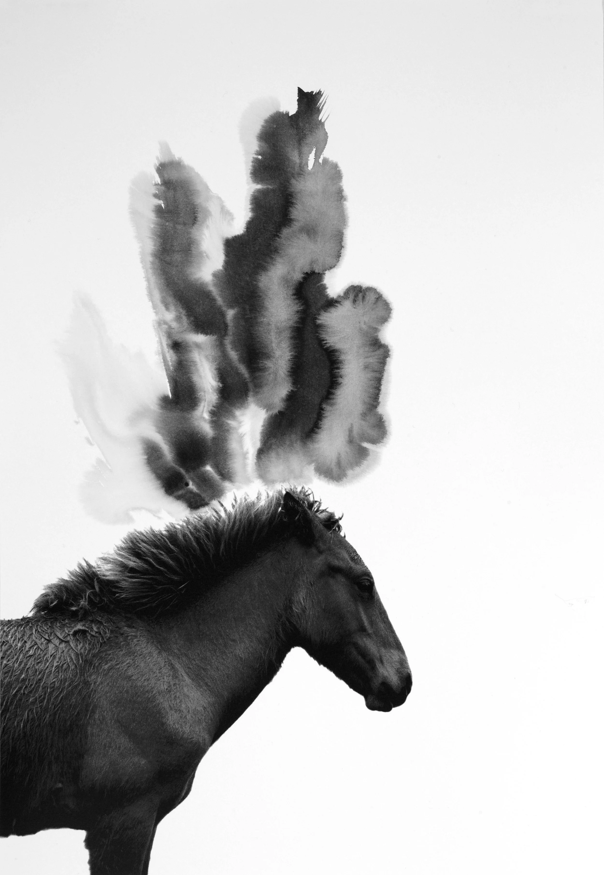 写真集 シャルロット デュマ Work Horse Charlotte Dumas: Work