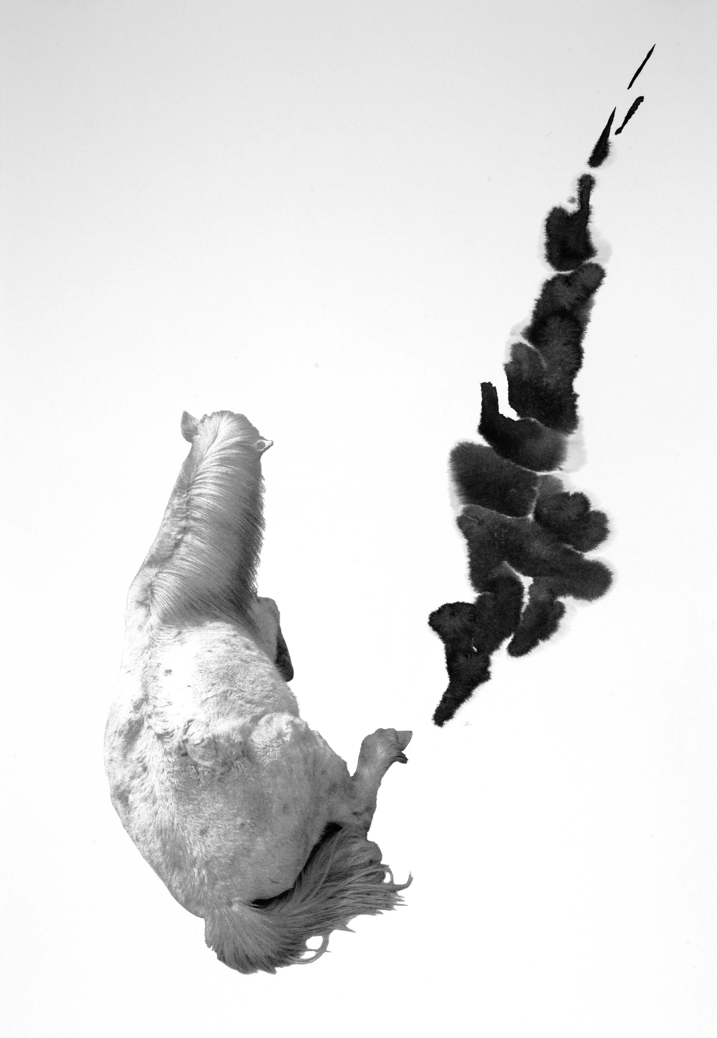Blanc 6