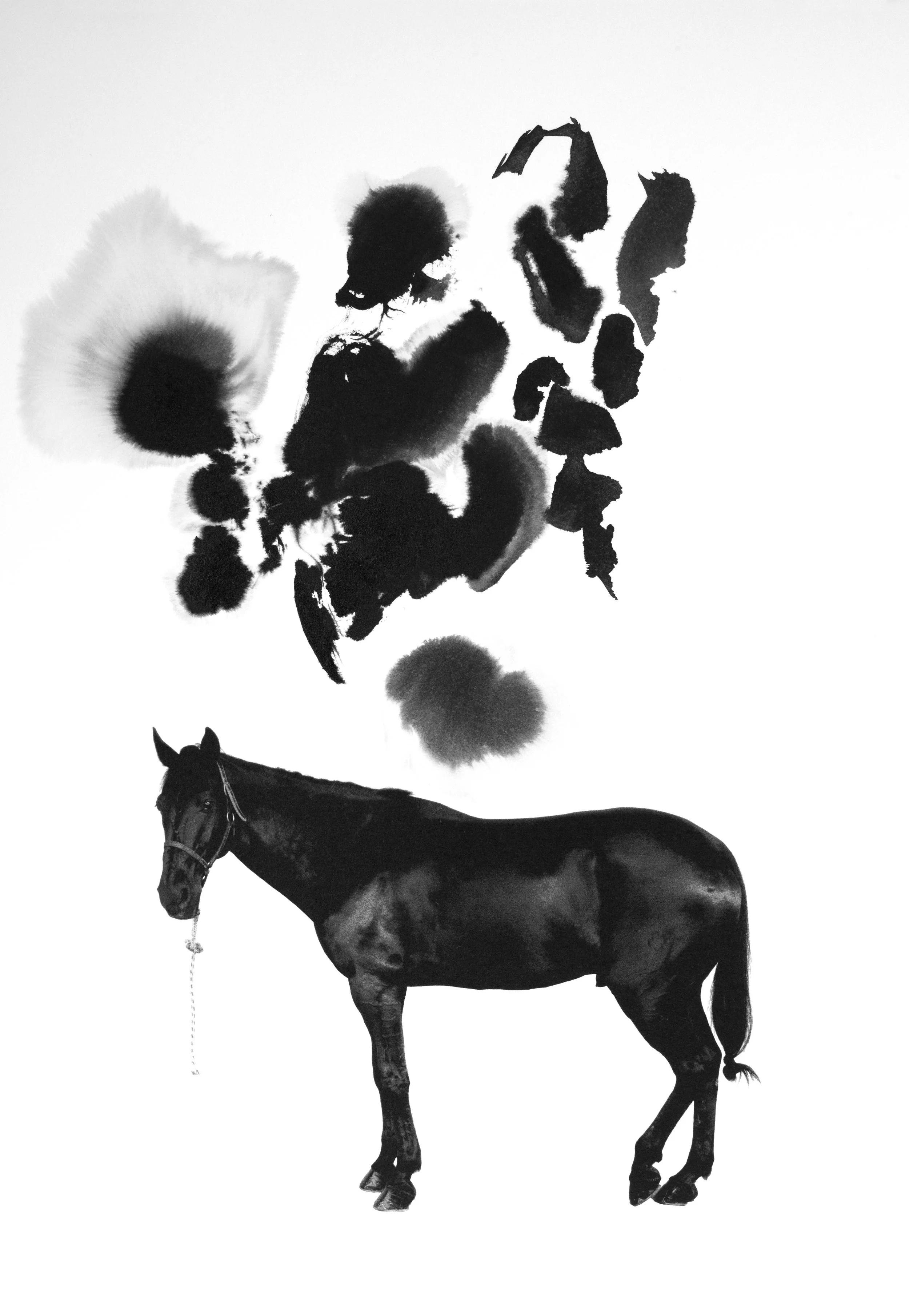 Noir 14