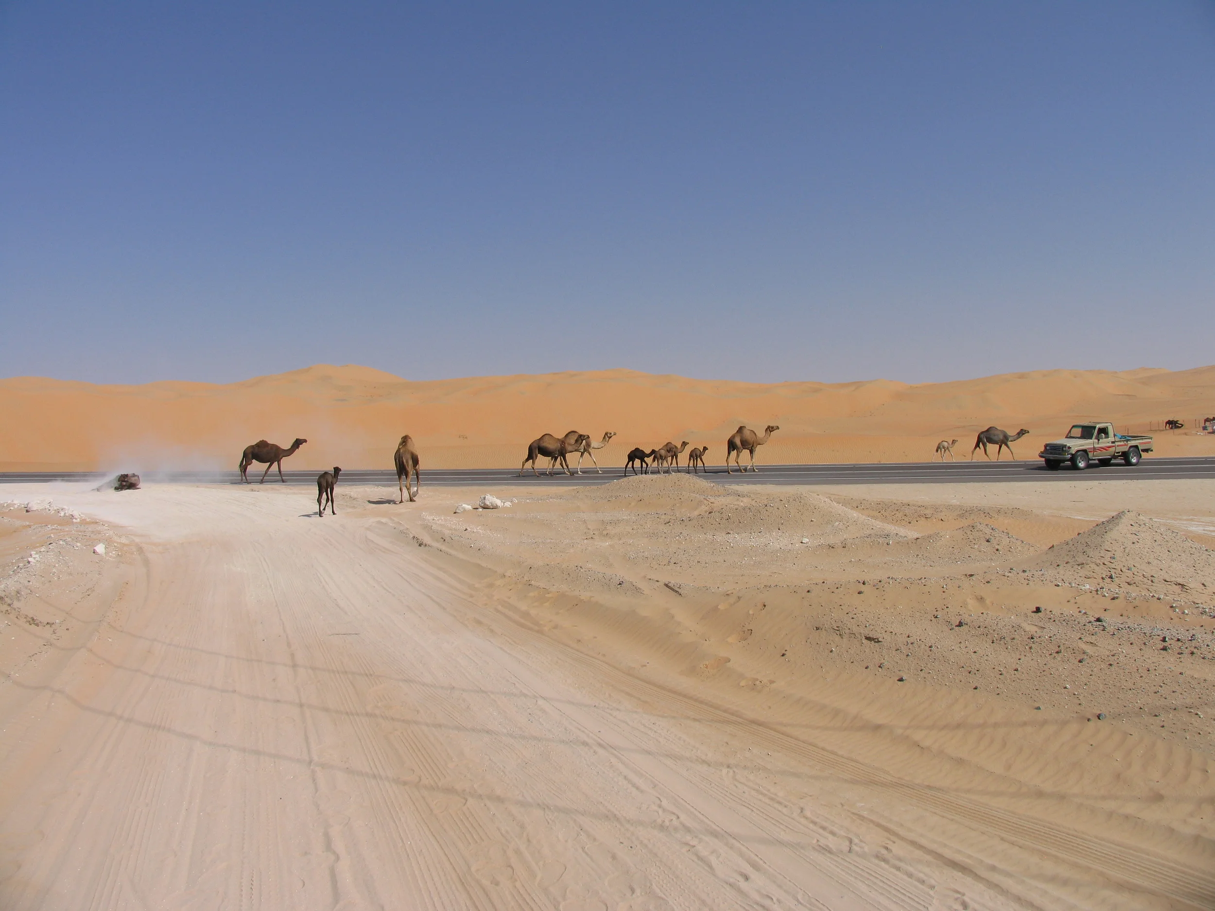 991 CamelMigration.UAE.jpg