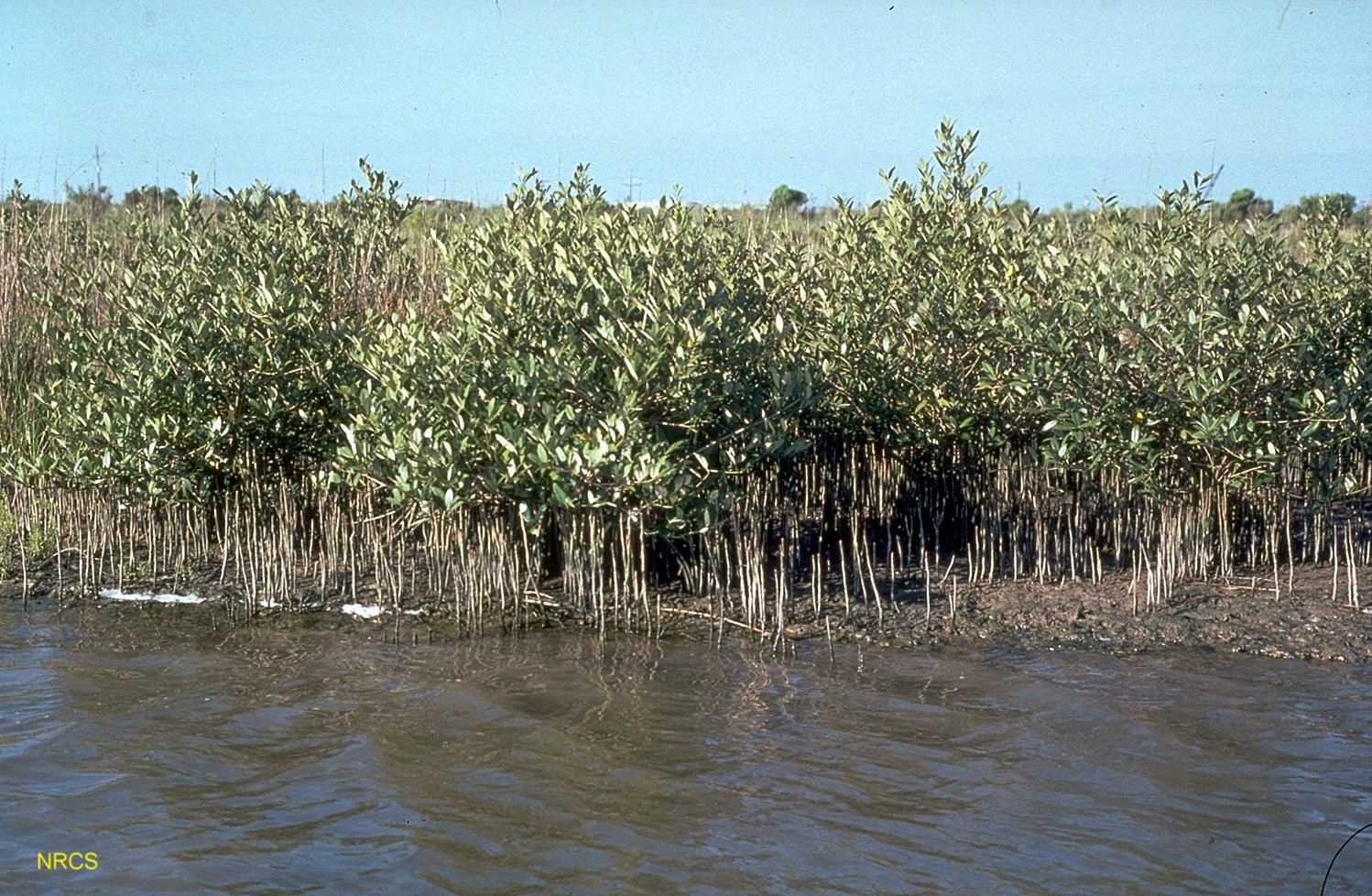 GIDEST_mangrove 3.jpg