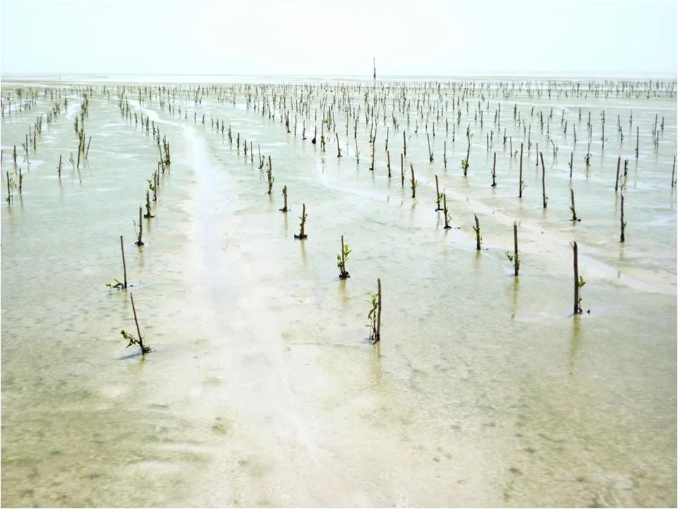 GIDEST_mangrove 2.jpg
