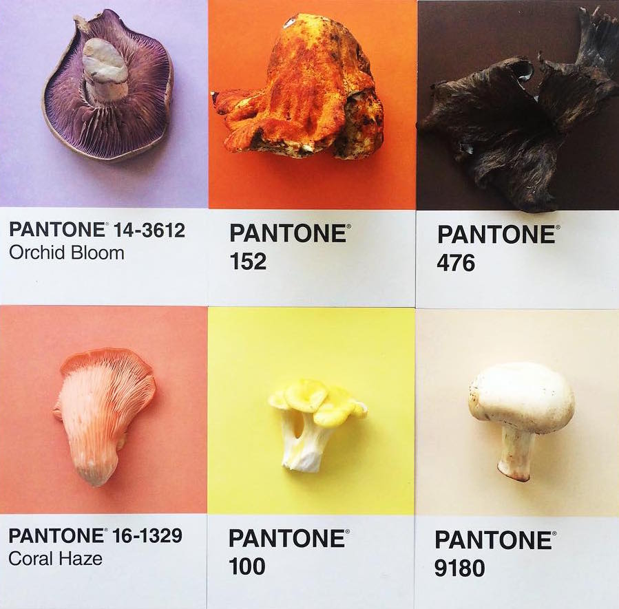 Mushroom Pantone, Additional Image.jpeg