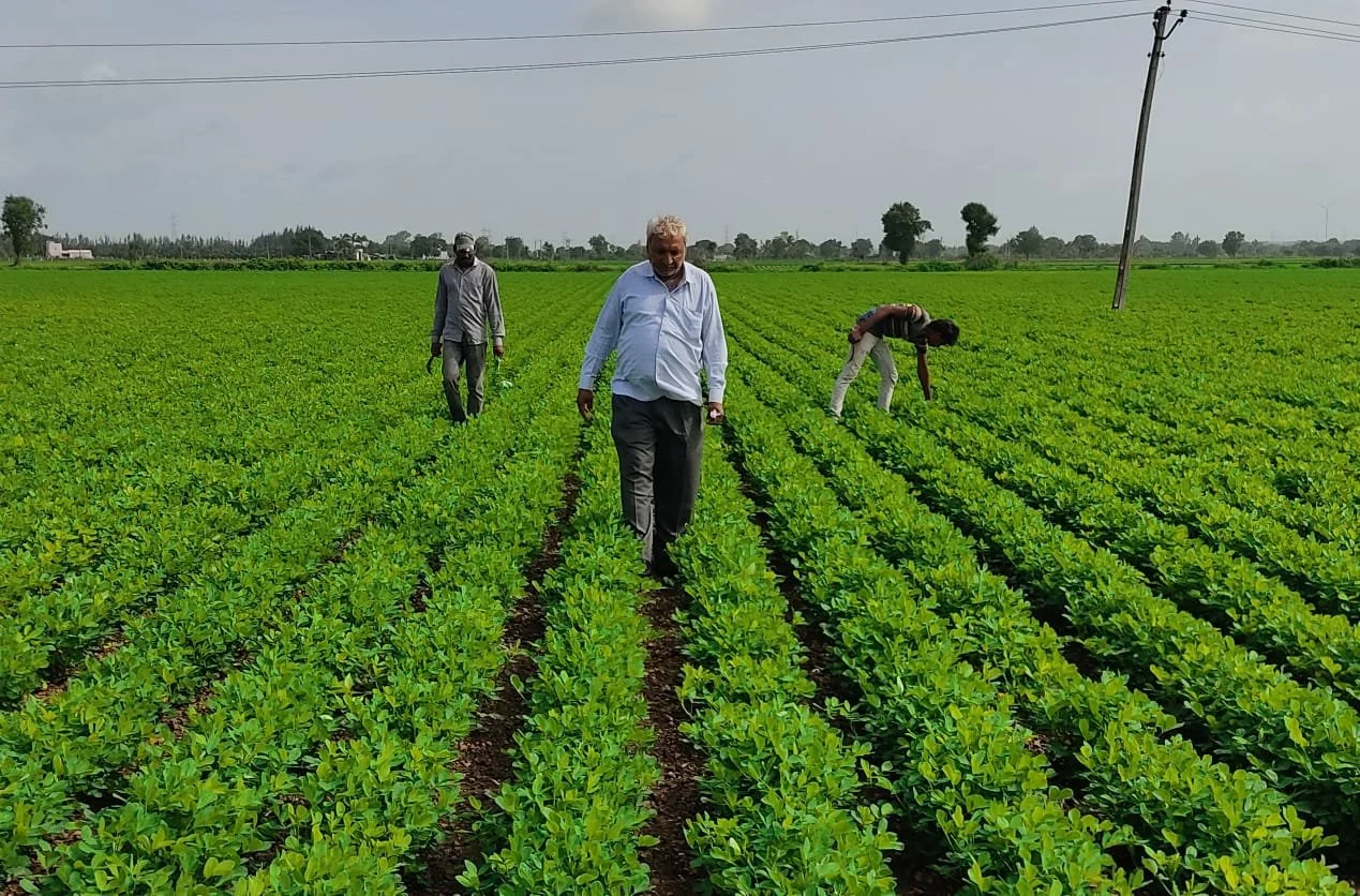 groundnut farming saurshtra.jpeg