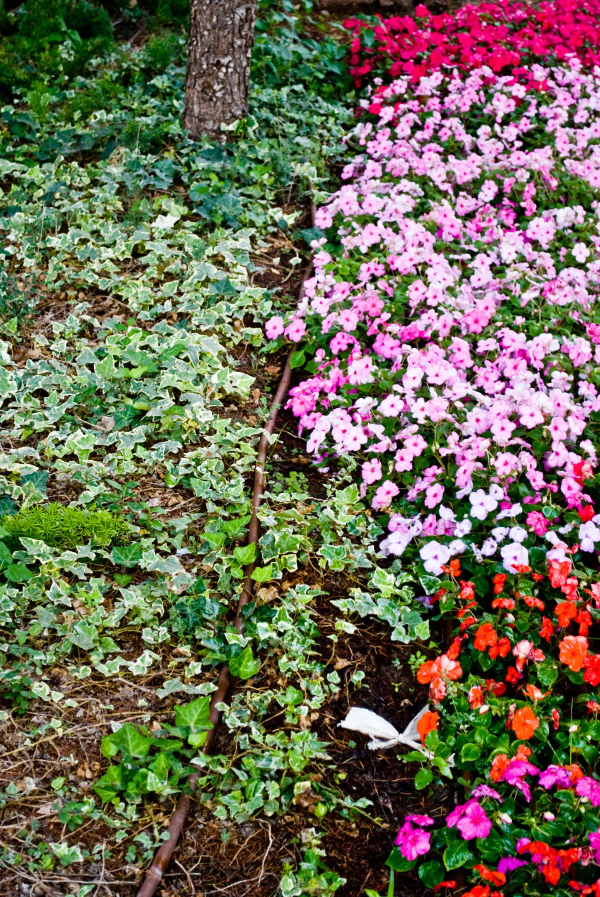 dsc_0246 copy.jpg
